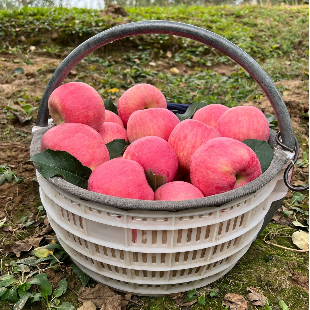 5陕西延安洛川红富士苹果脆甜多汁5/10斤包邮净重8.6斤中大果