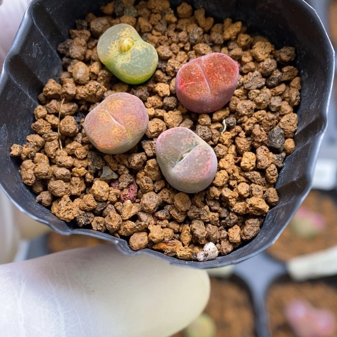 多肉植物肉锥杂交K-2768 勋章杂