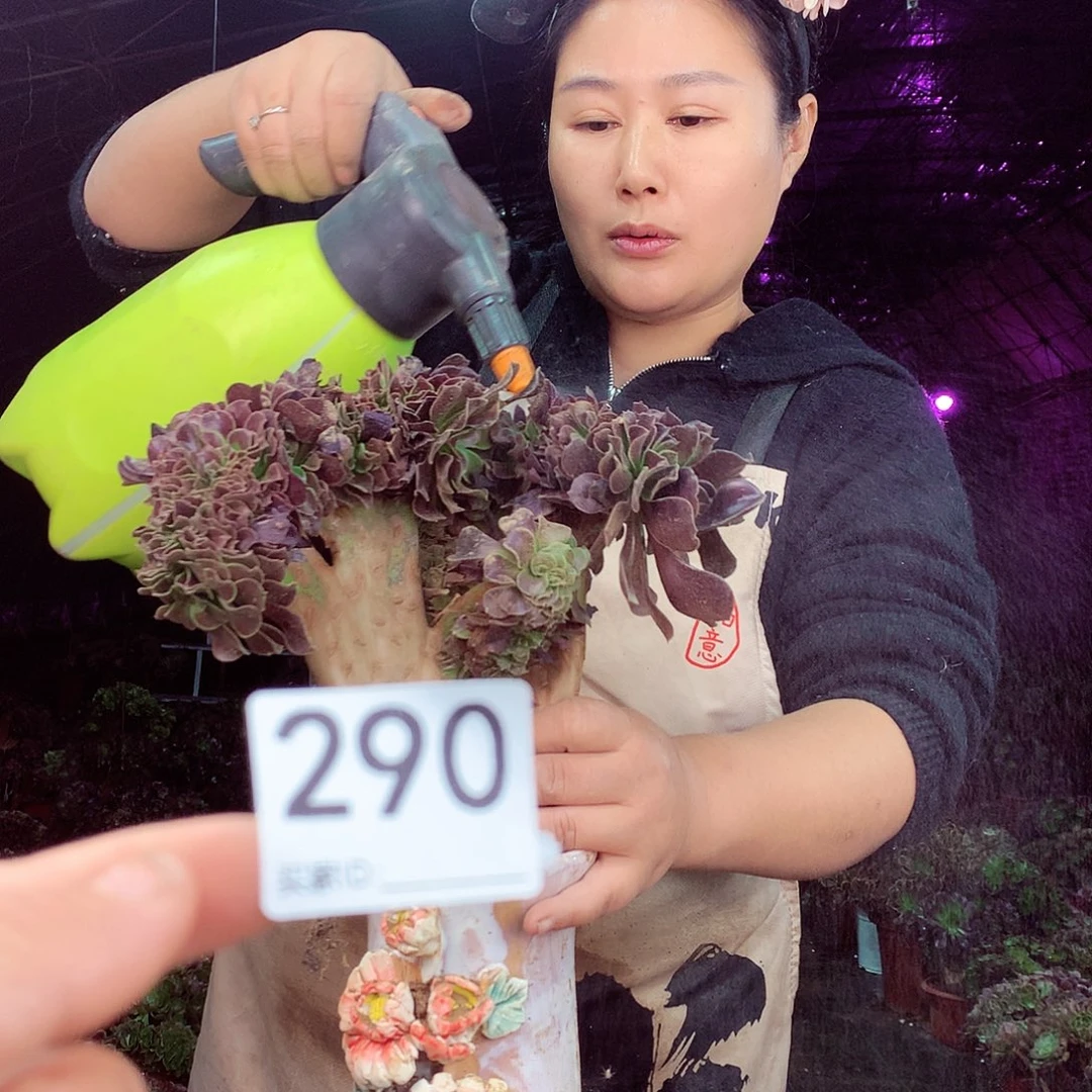 柒柒精品多肉脱土发货不包断侧枝处理290