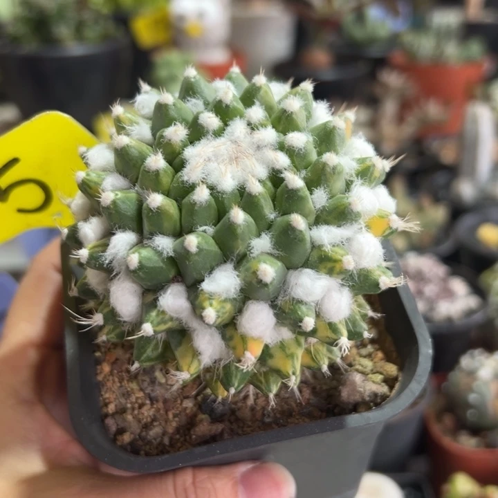 雪糕锦带盆1111111