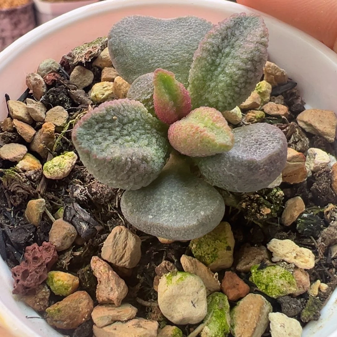 一组自拍，感谢支持