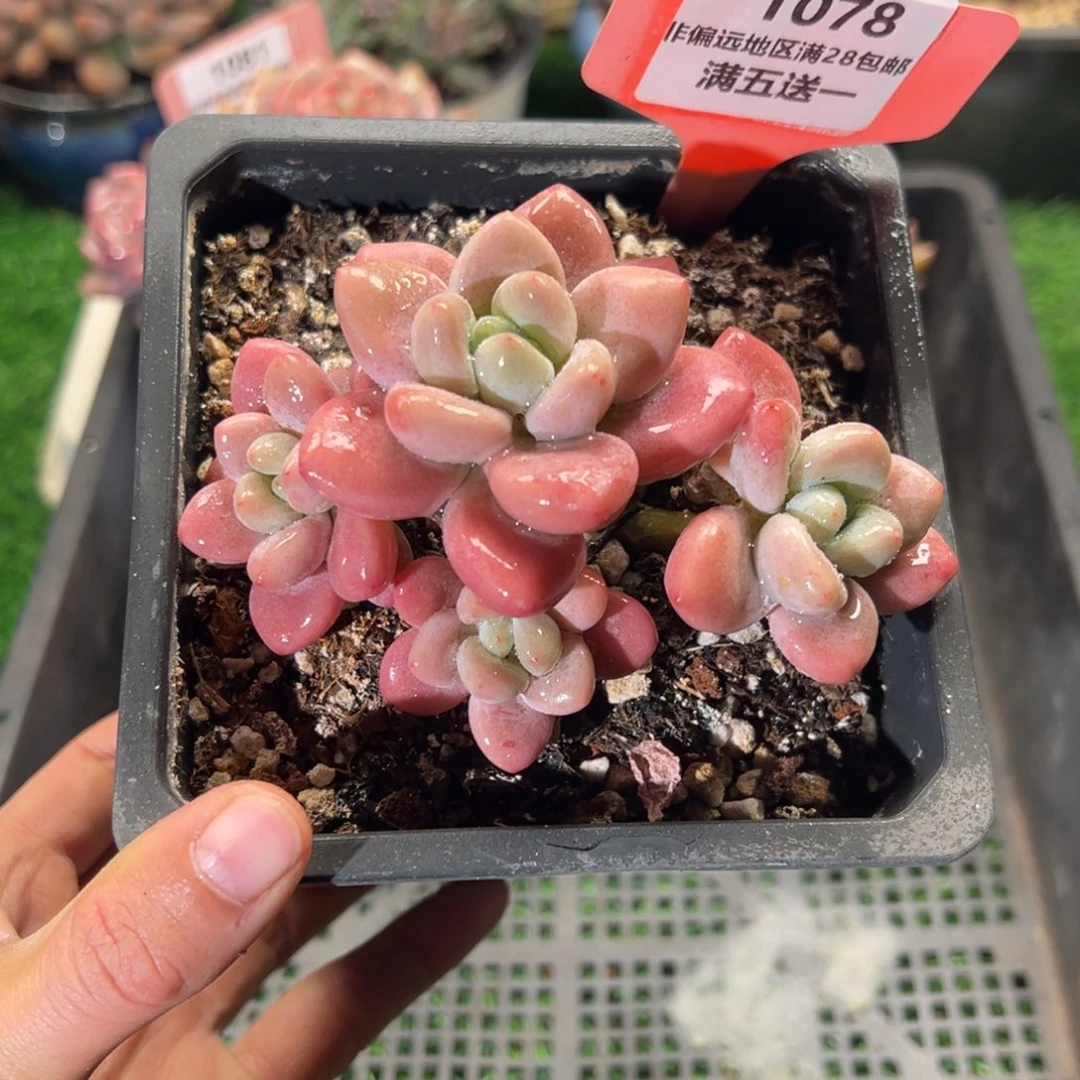 表妹精品多肉植物1078.