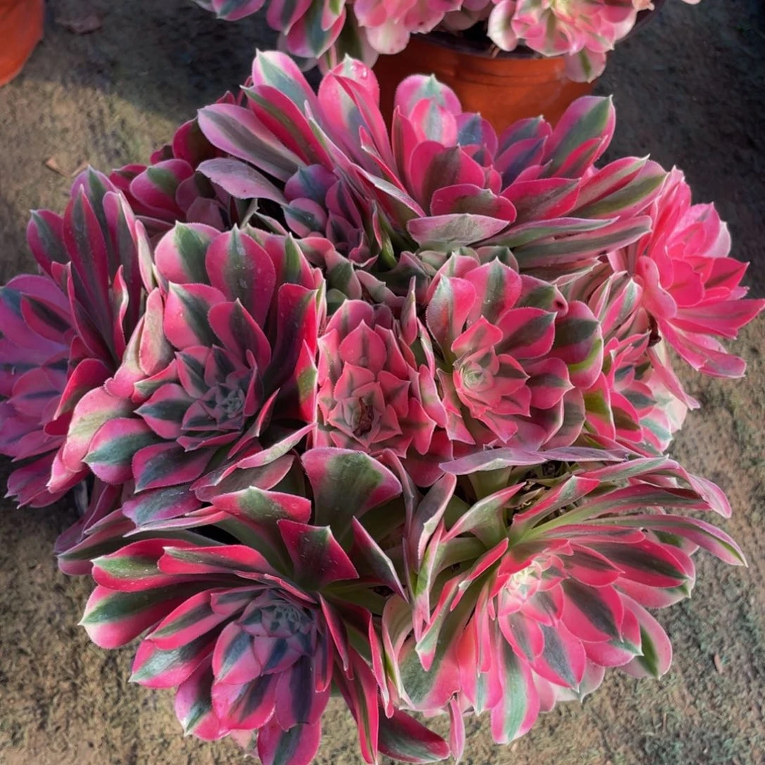 420粉女巫绣球精品法师老桩