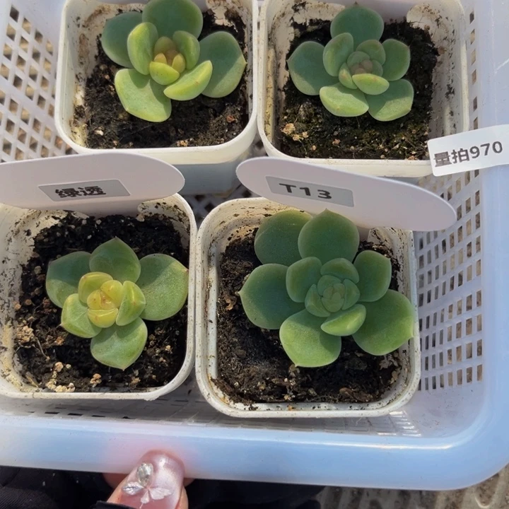 970量拍，多肉植物组合