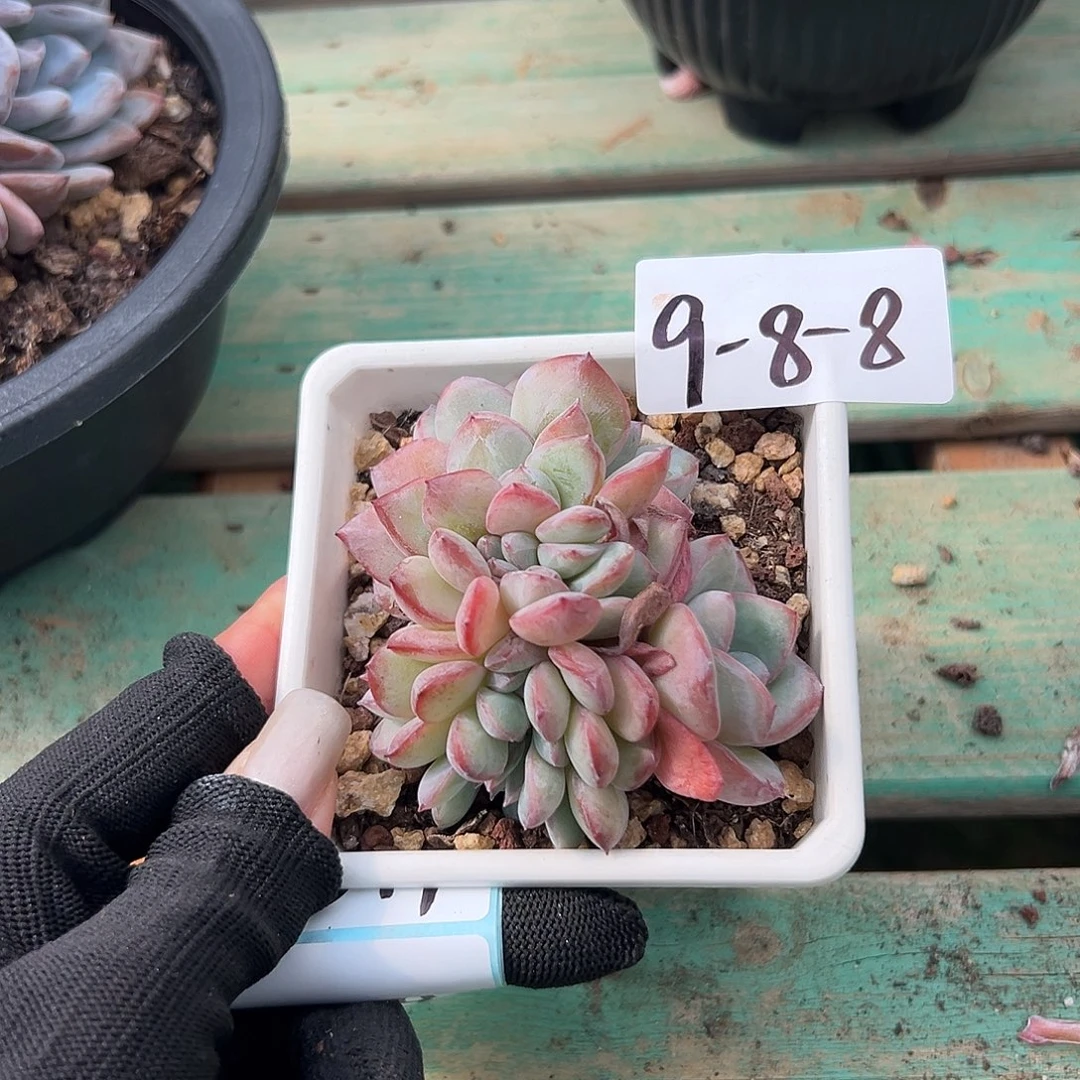 ****美9-8-8泡芙缀多肉植物