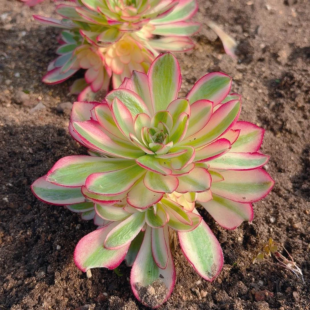 倾城手捧多肉植物