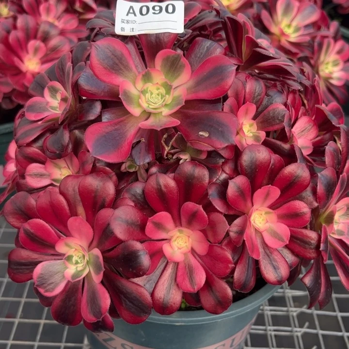 090美杜莎25厘米左右