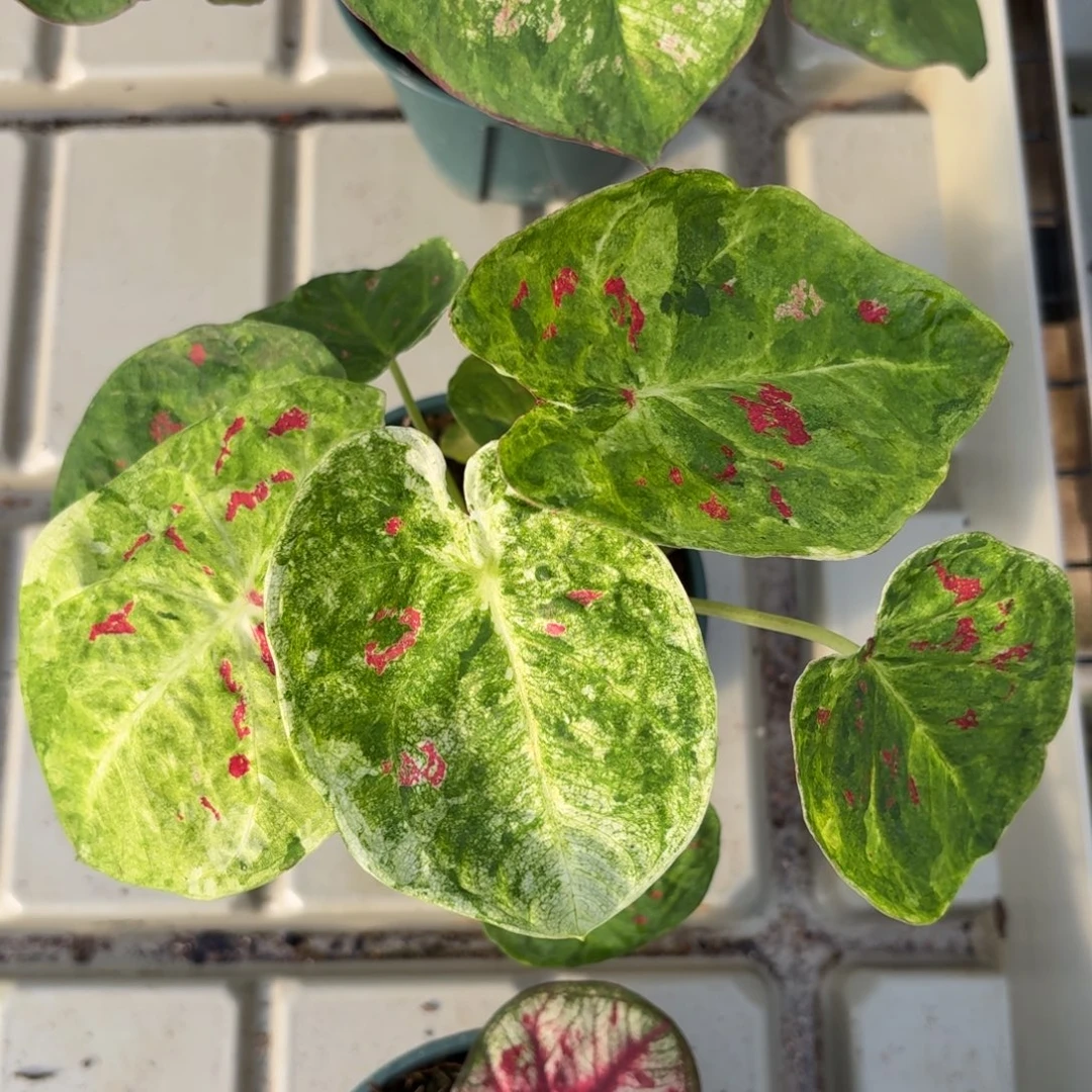 青苹果乐园37-1208