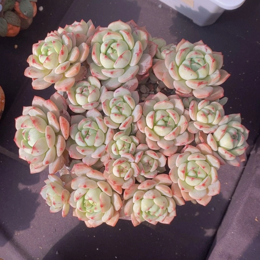 香草 一物一拍 多肉