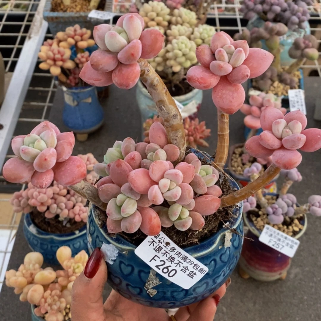 樱花洛神260/10c m