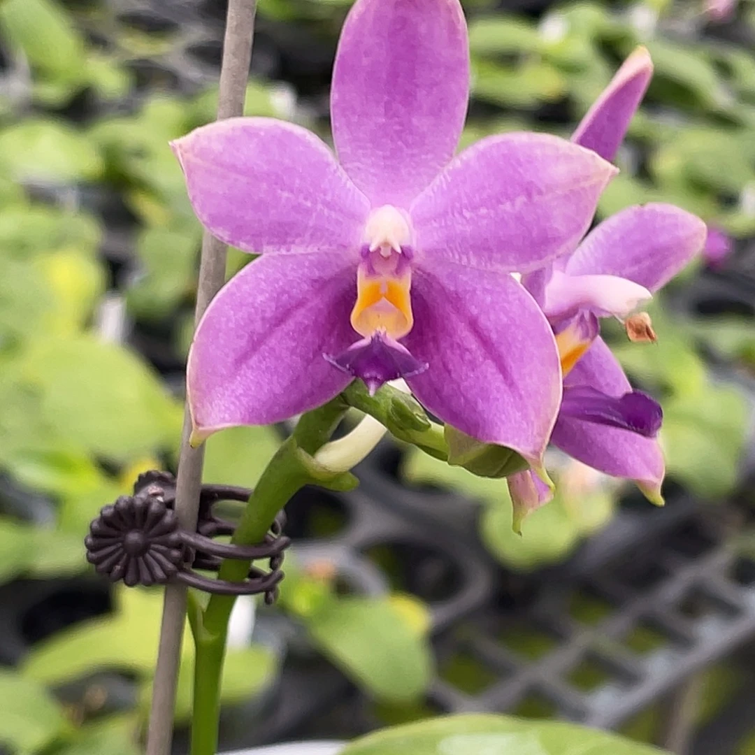 完全开放158叶瑕花期不保