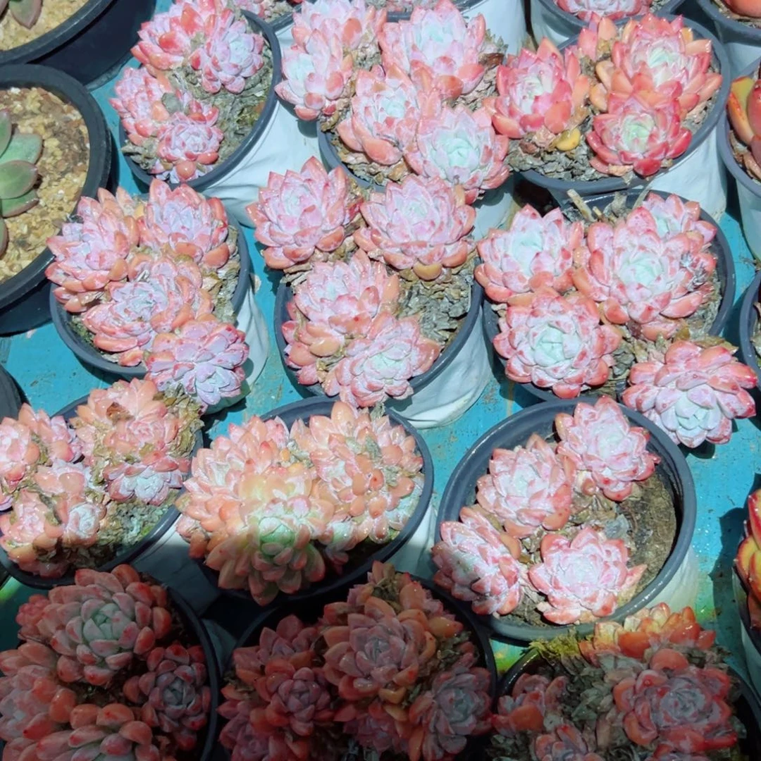 精品多肉植物老桩随机发一棵安妮宝贝