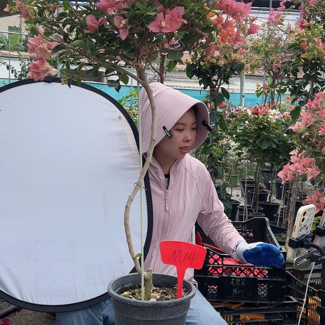 向***光大部分花苞少量开放M14卡亚塔