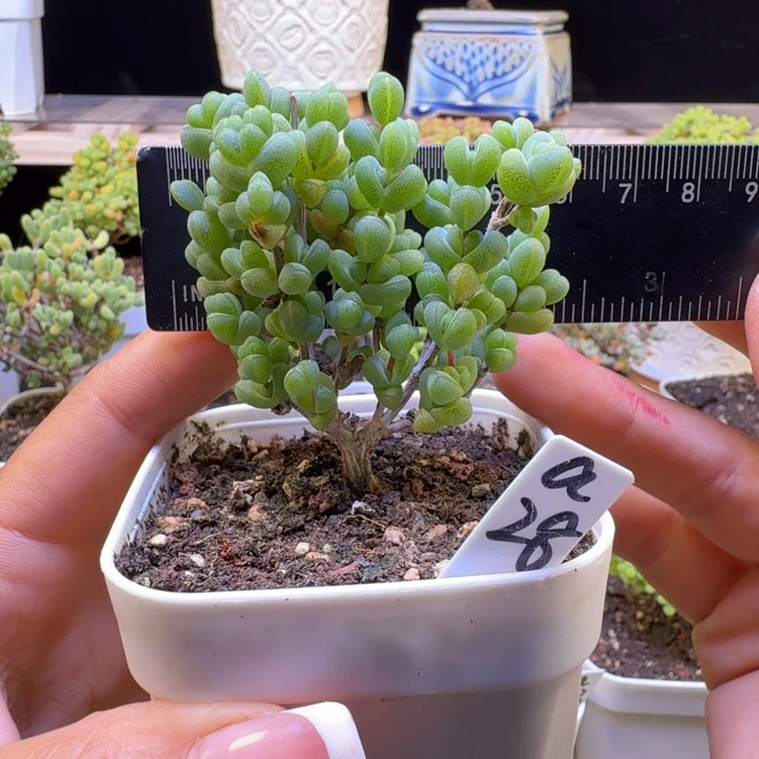 a28号元宝冠服6厘米左右