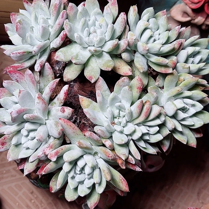 8576阿金尼仙女杯多肉