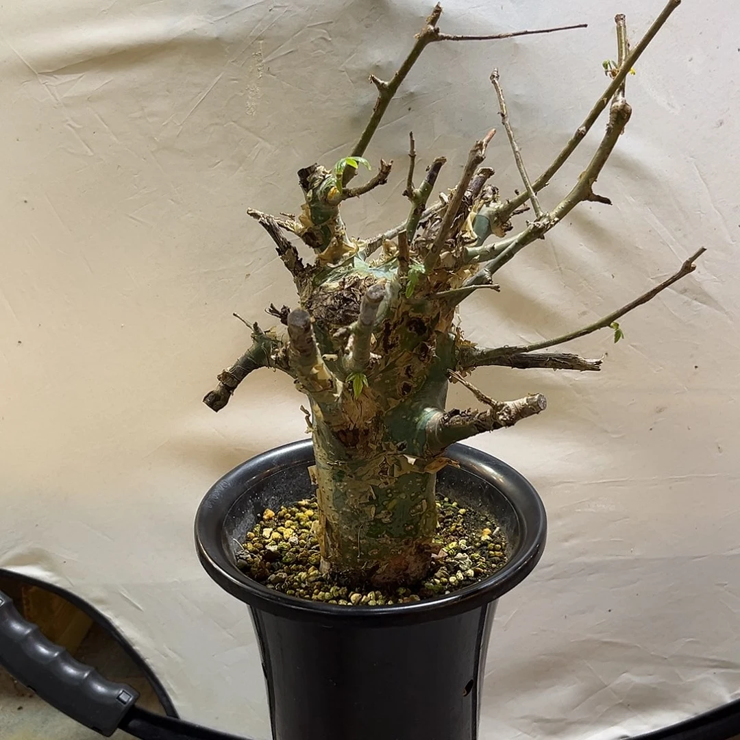 汤圆植物蓝白皮橄榄