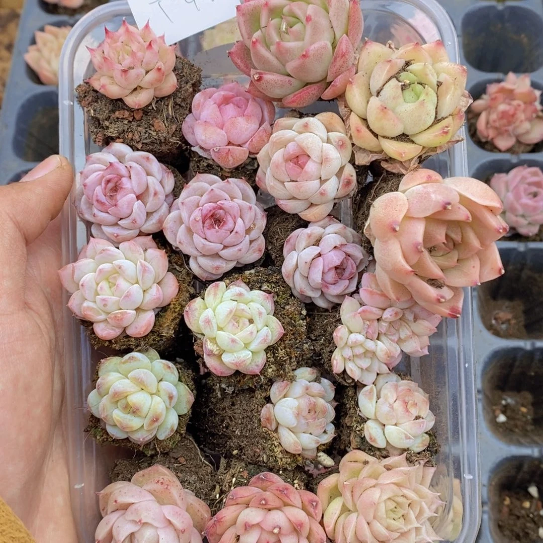 春泥家框拍链接T46