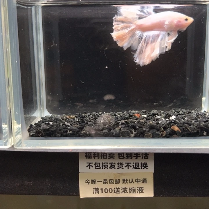 斗鱼竞拍跑单拉黑16日1