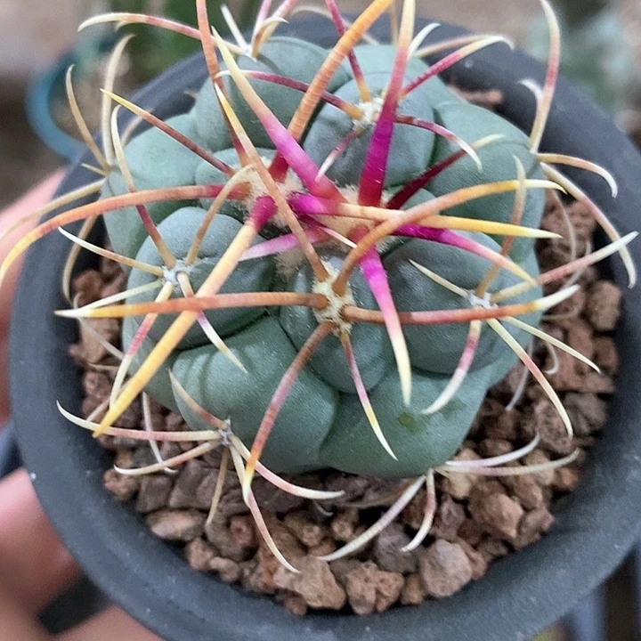 孤品实生优选狂刺高木绯冠龙5cm