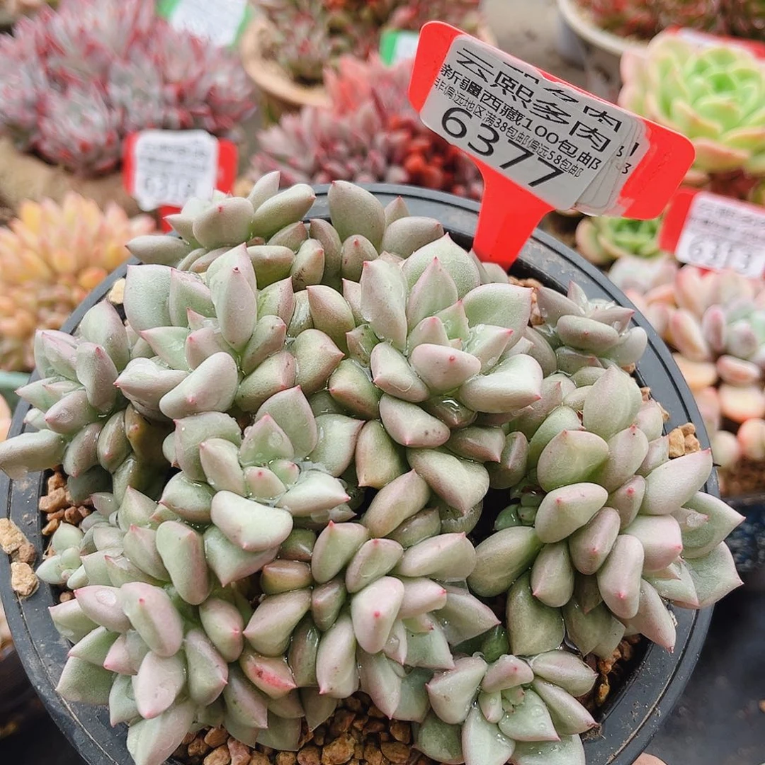 6377黄金象牙。