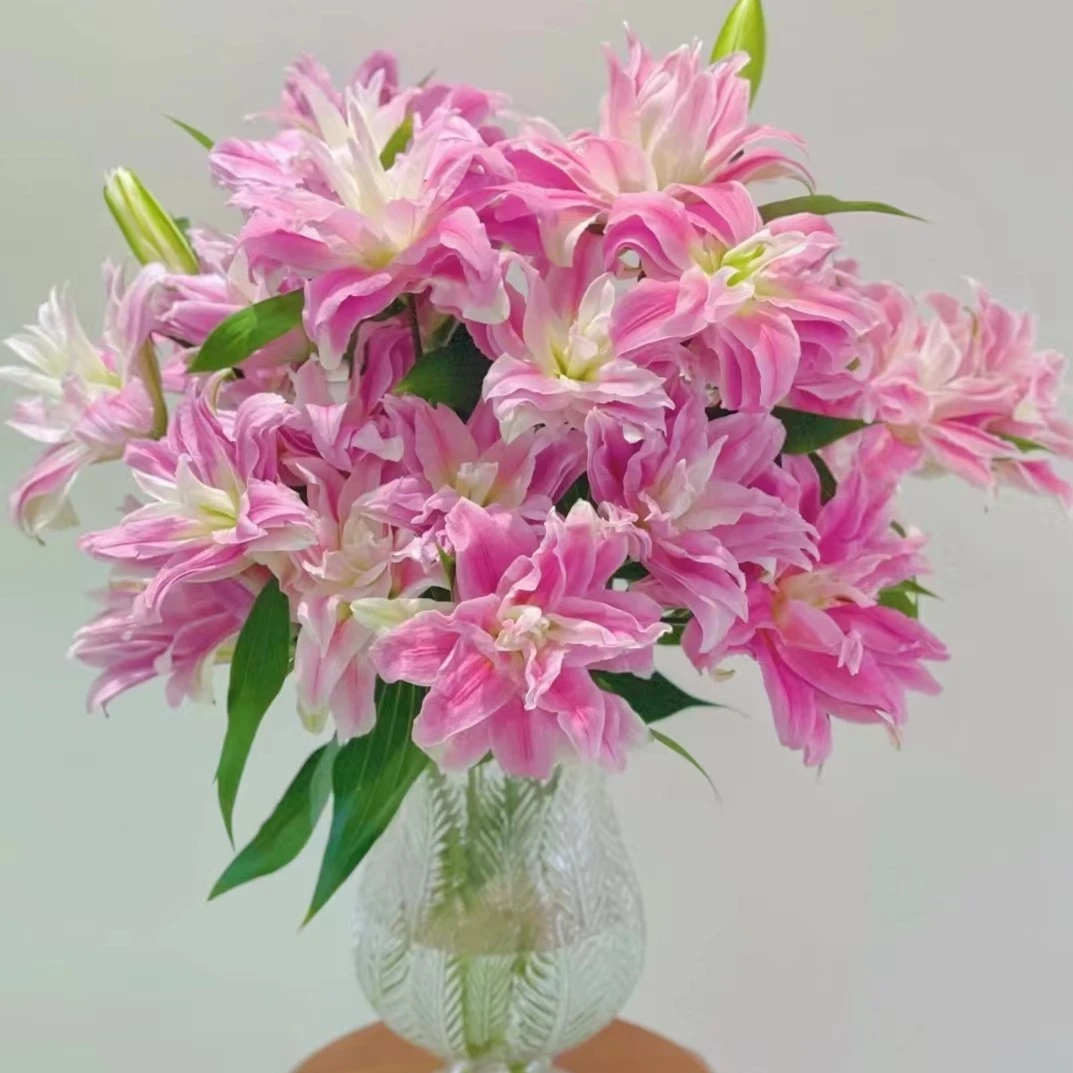 红丝带百合鲜切花重瓣百合云南基地直发顺丰