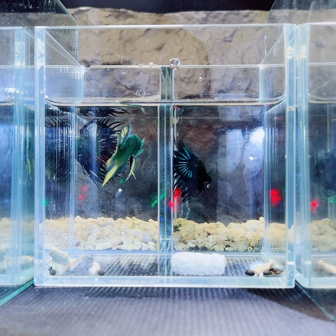 斗鱼精品精品精品