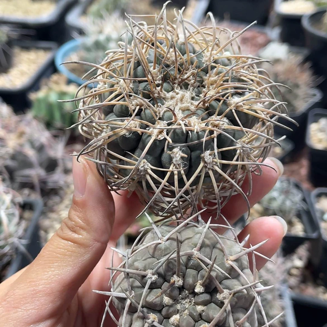 【闪购商品】组合有根66666