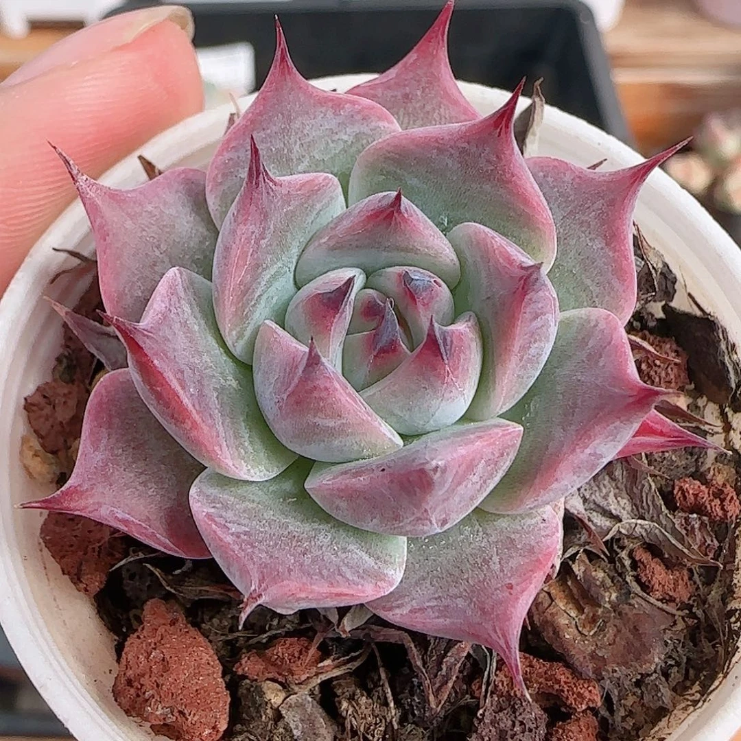 1107----365黑爪爪