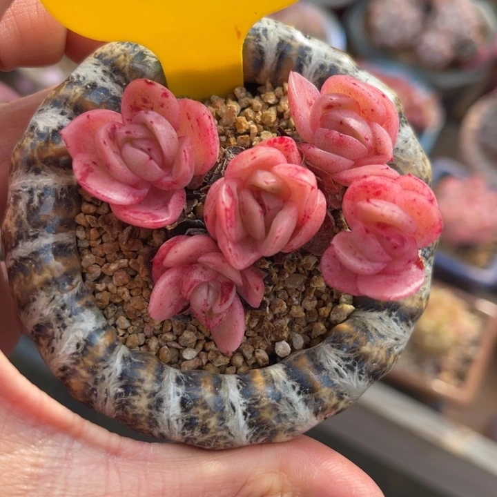 冰玫瑰老桩3384。