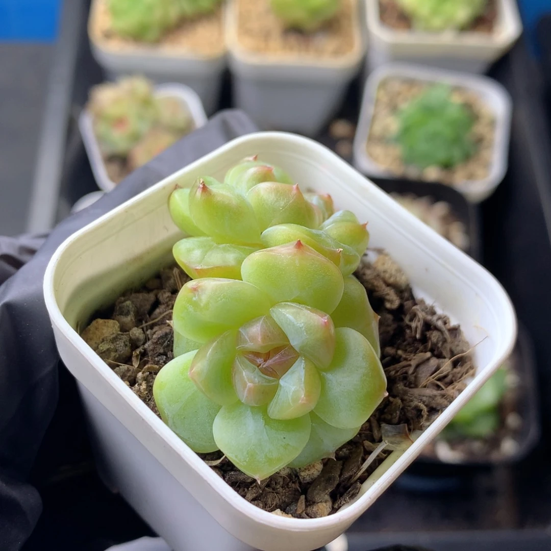 58包邮  群生不包整 132