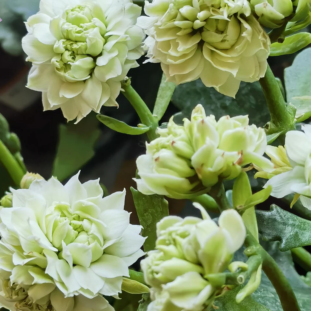 长寿花【超新星】110盆花苞发货