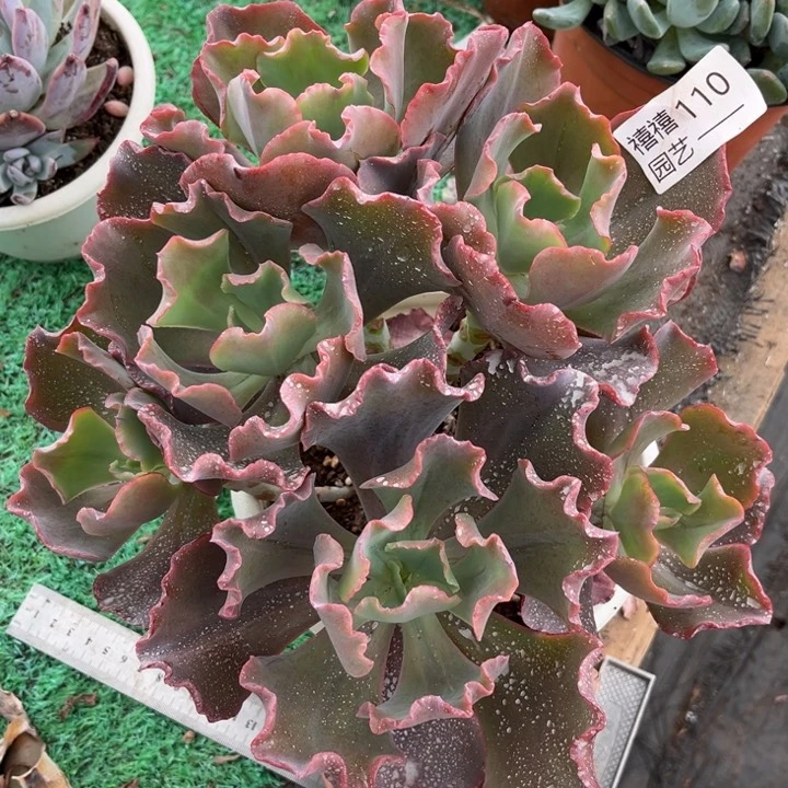 110小珊瑚多肉植物包菜7头