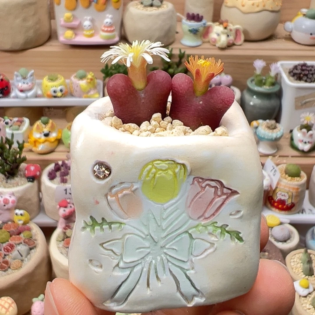 多肉植物146号毛毛