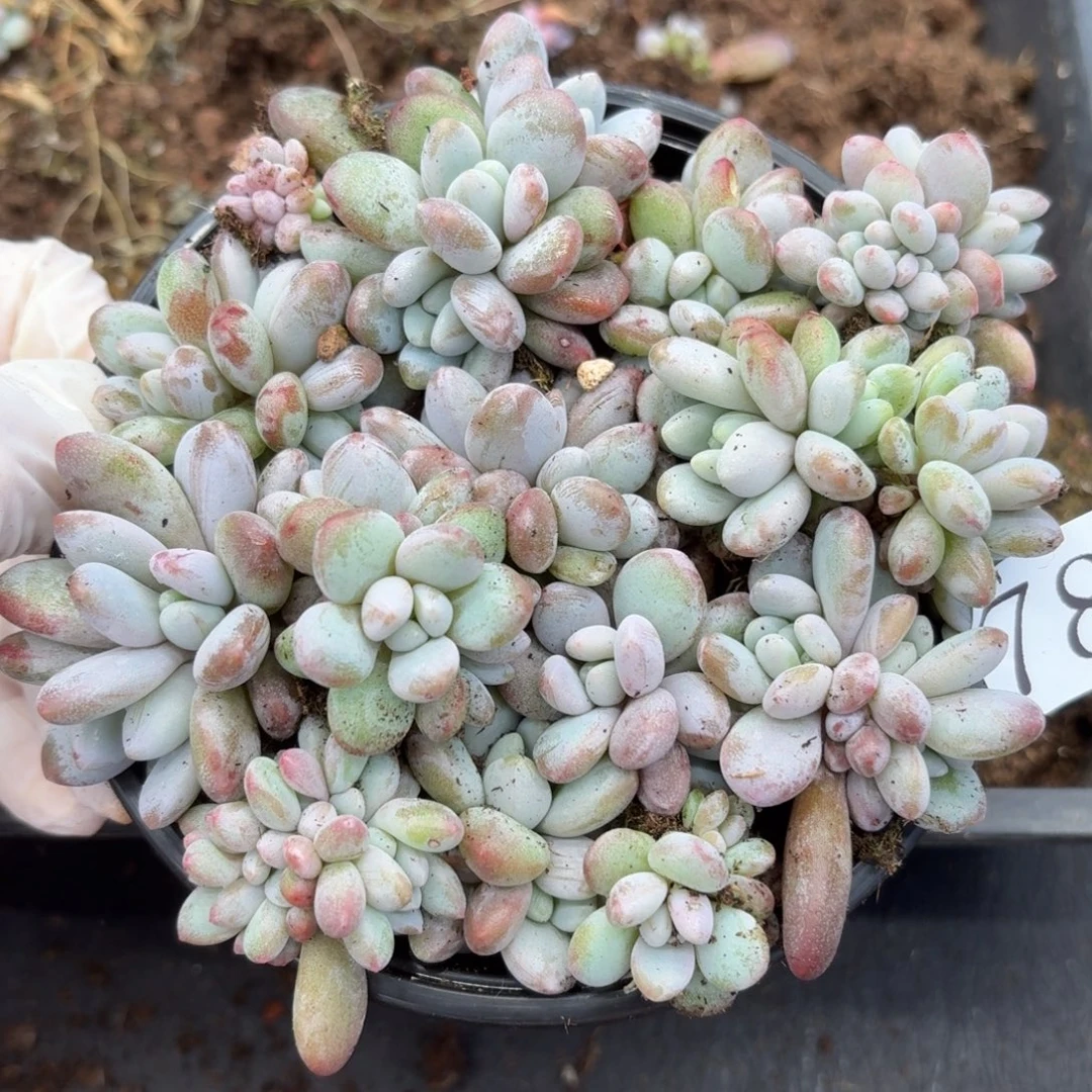 多肉植物多肉植物783