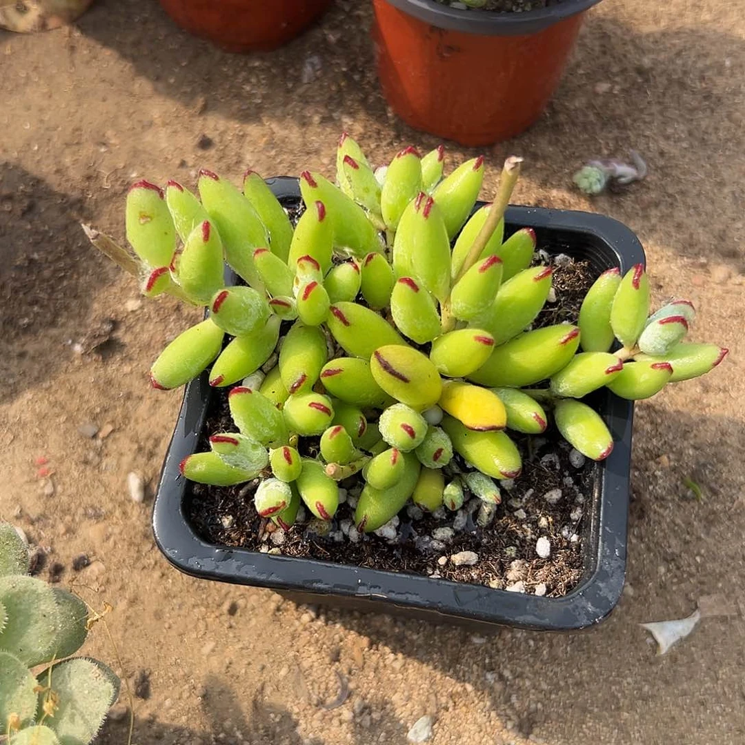 多肉植物精灵豆群