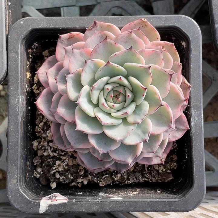 沙罗姬牡丹锦一物一拍