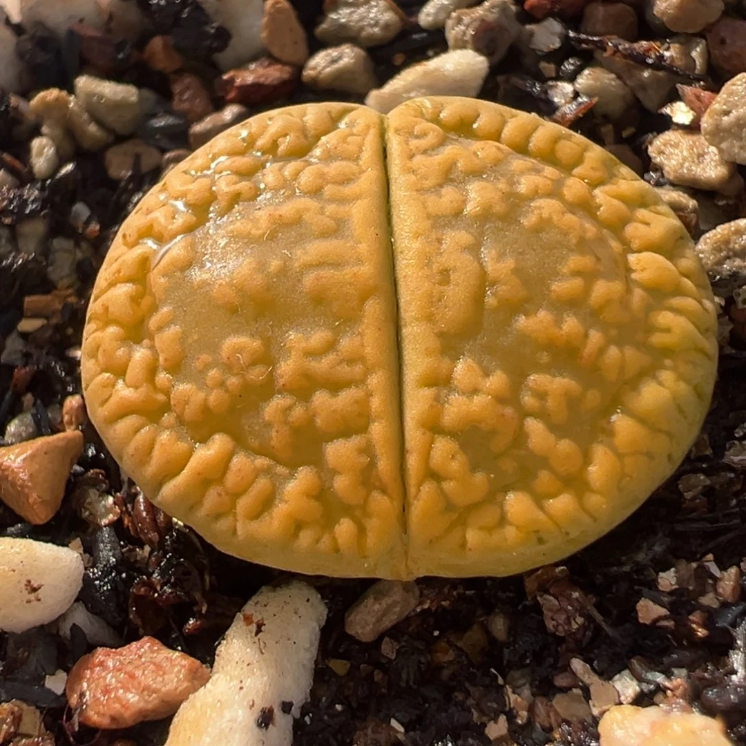 369多肉植物种类多样