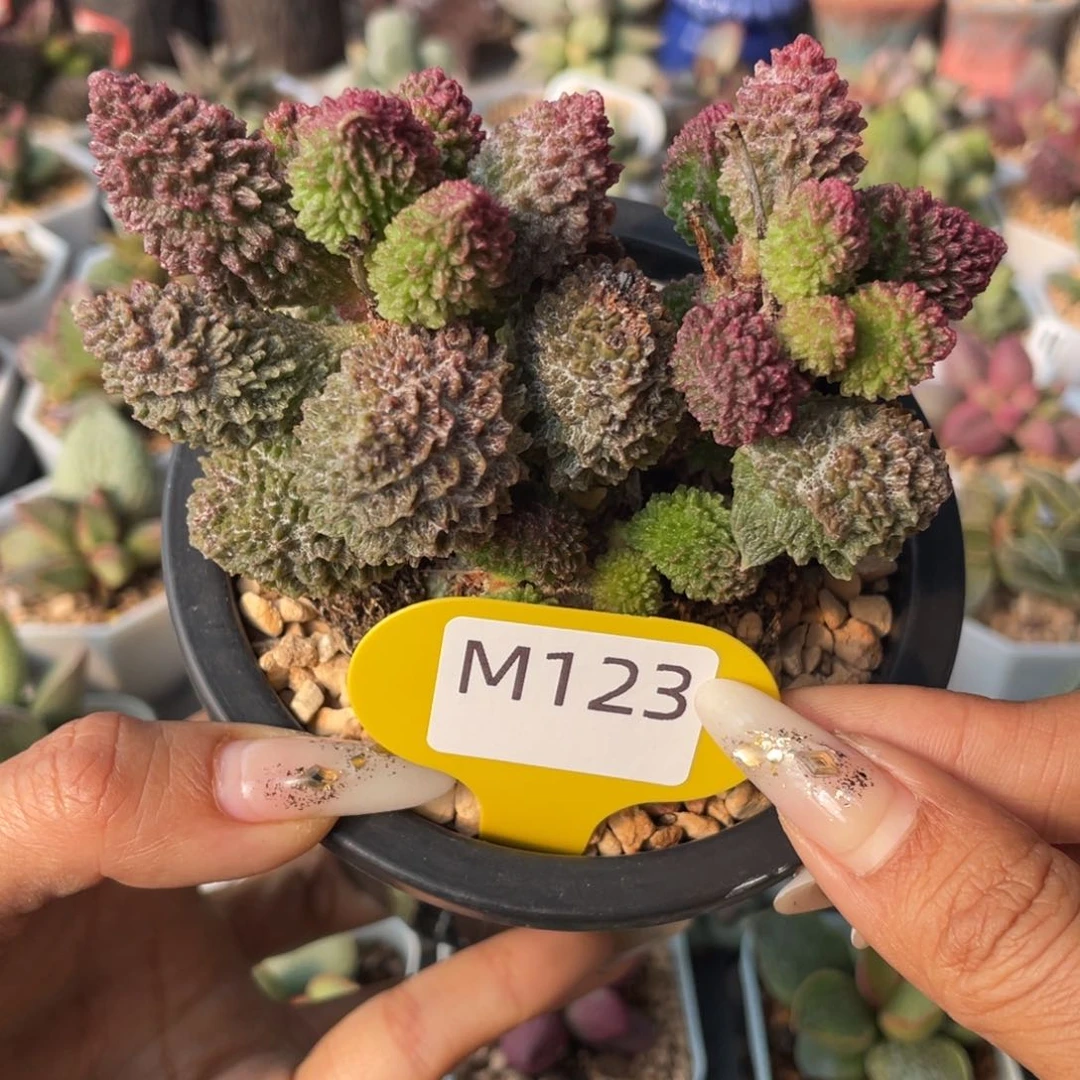 忘****钟 朱紫玉。瑕疵。M123。