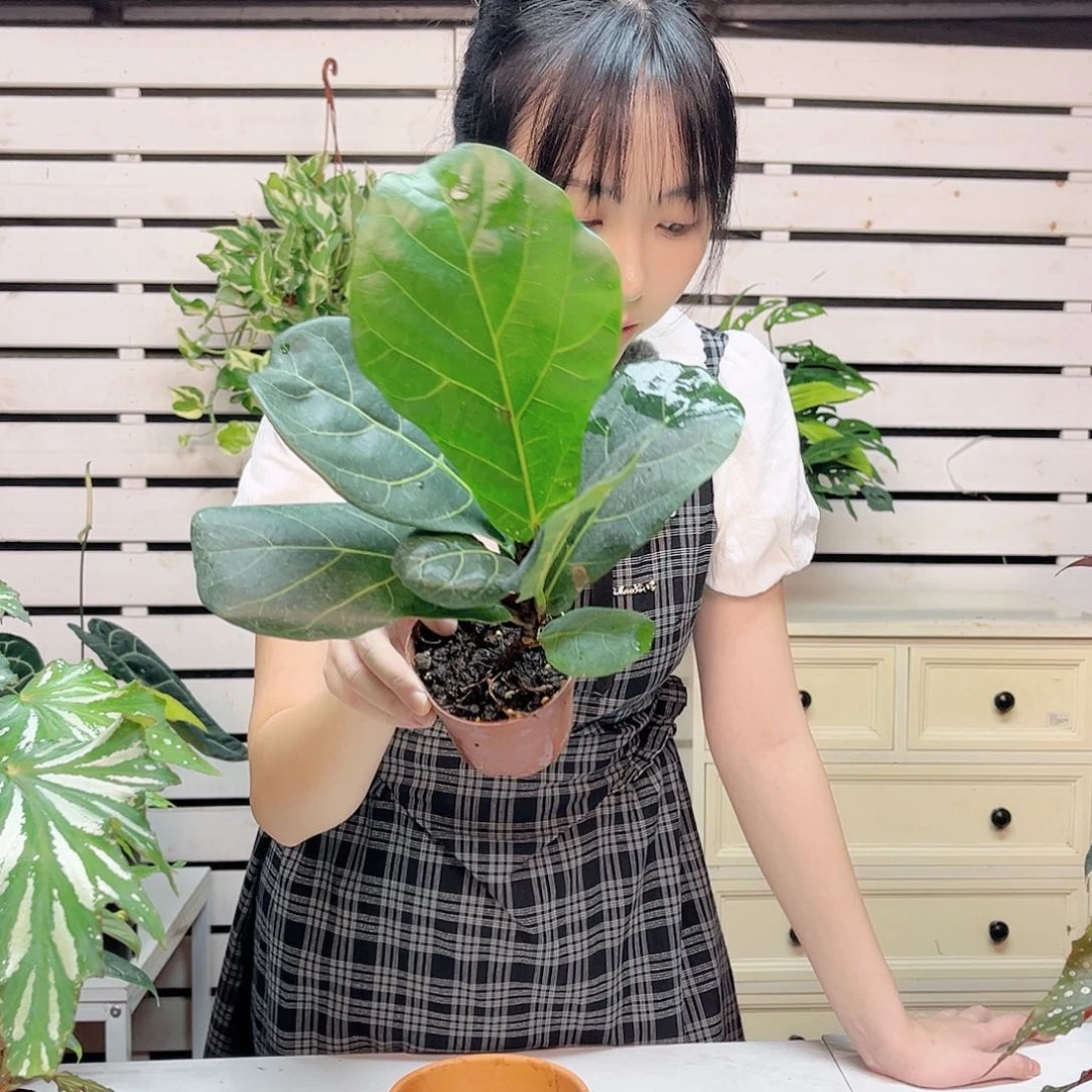 无花朵琴叶榕量拍