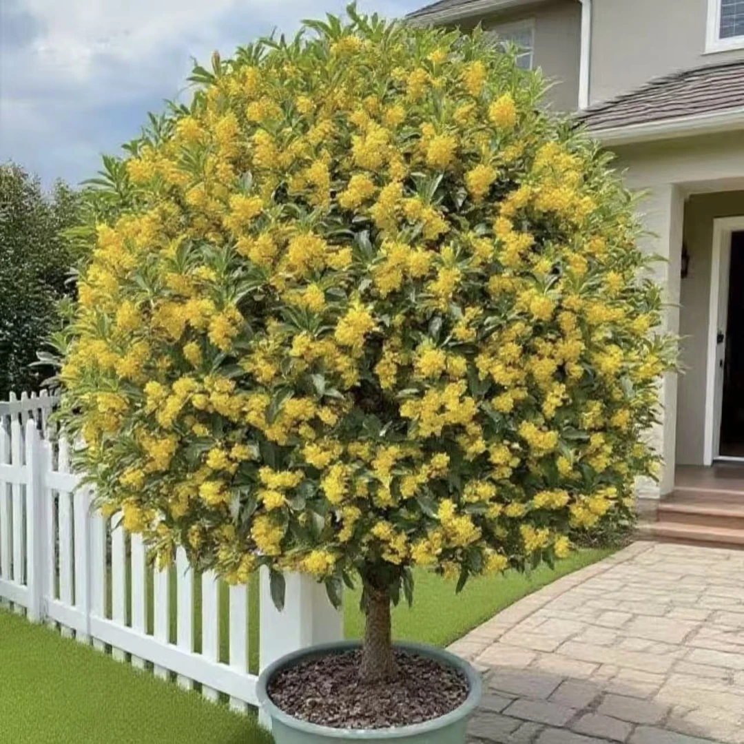 桂花树盆栽种植花园庭院阳台室外易养护观赏植物