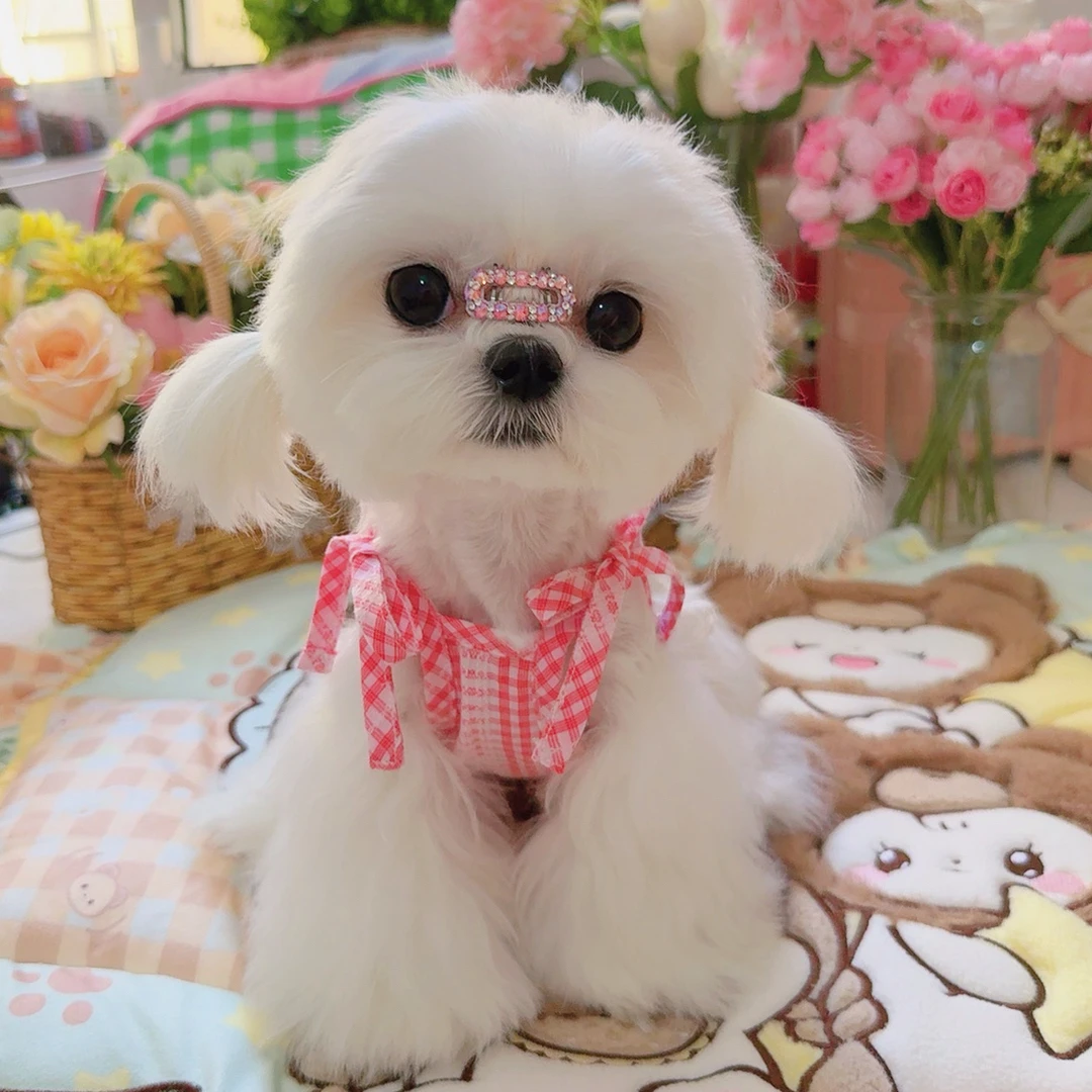 夏季新款宠物狗狗猫咪格布连衣裙