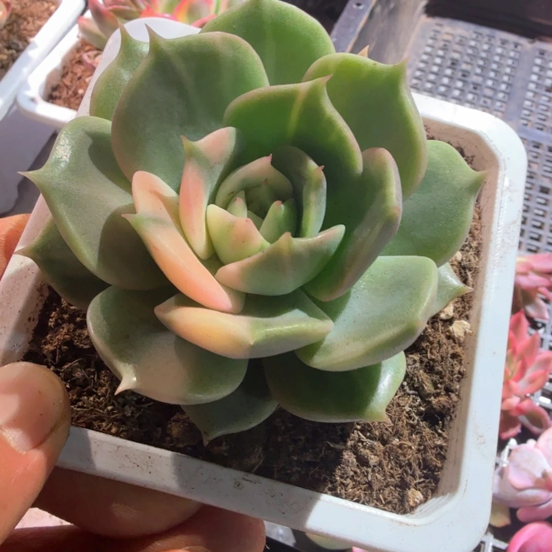 贝加尔湖  锦上园艺一物一拍