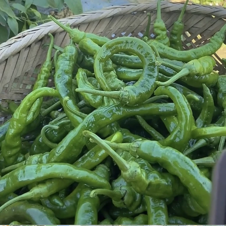 湖南农村本地辣椒薄皮本地辣椒新鲜青辣椒特辣香辣