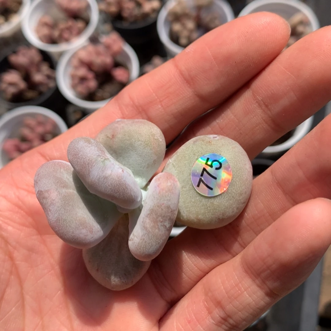 油煎奶酪多肉775