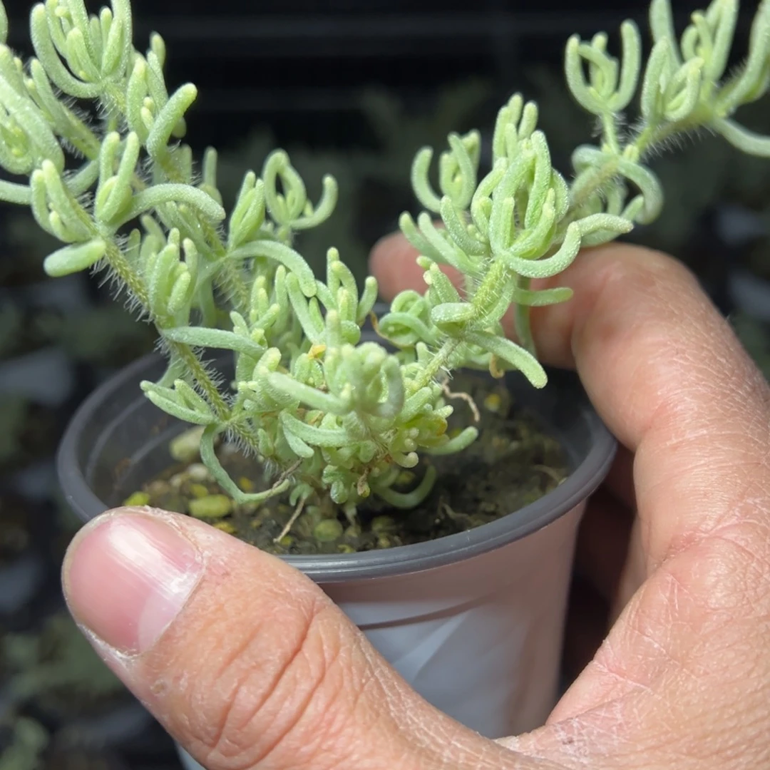 荧光兔白锦90杯老桩福利