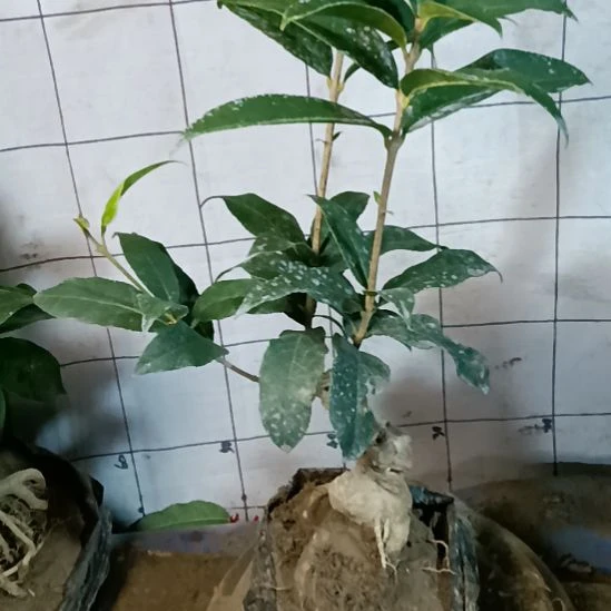 《***》无花朵四季系的丹桂