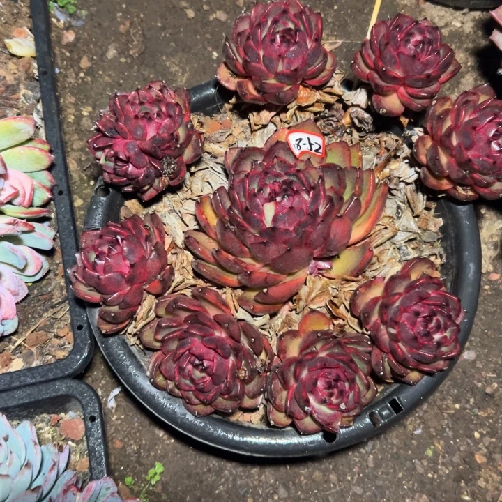 特***猫精品多肉植物老桩