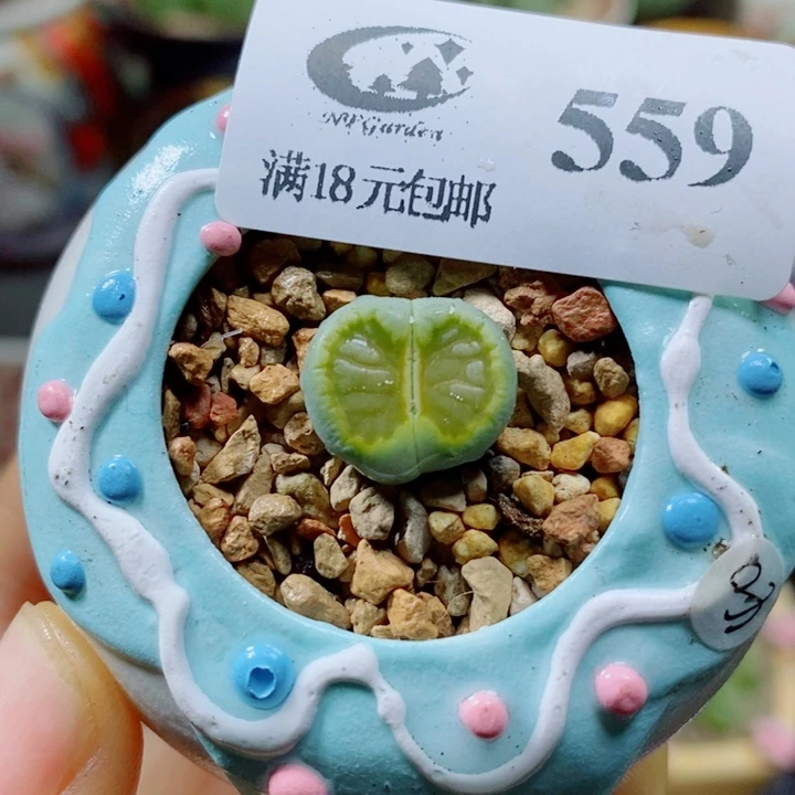 生石花花花花花花花559