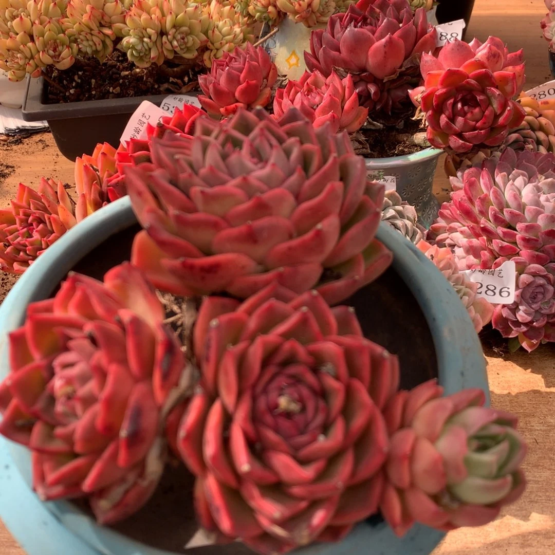 6414新年快乐发发发