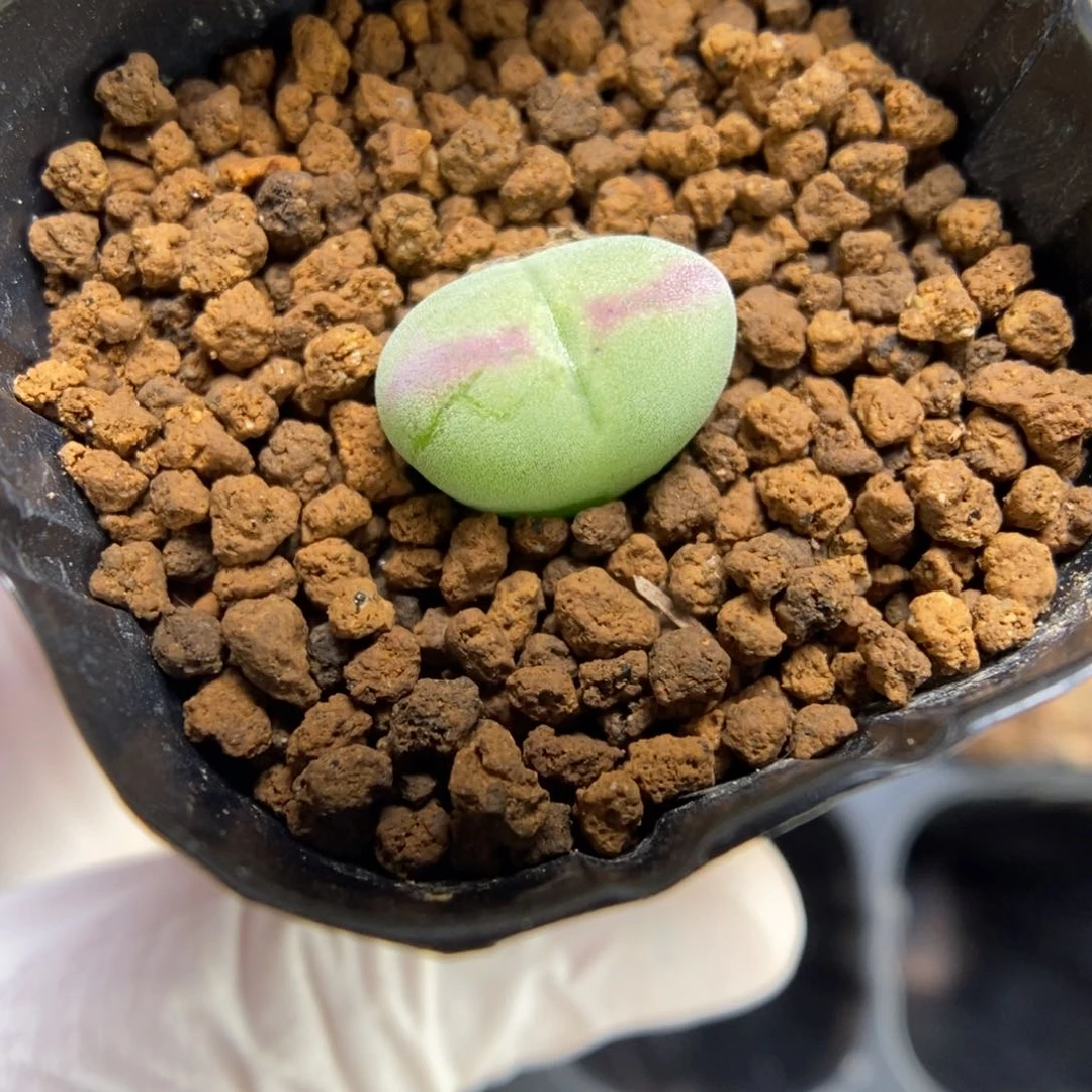 多肉植物肉锥杂交K-003